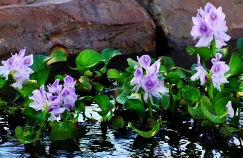 室內水生植物盆栽|室內水生植物有哪些：六種水生植物介紹（附圖）